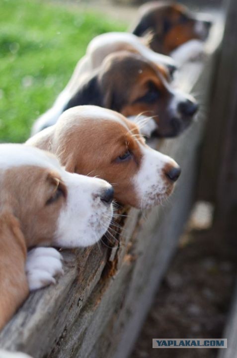 Собакочетверг