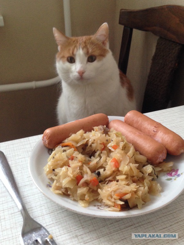 Котовторник 19.01.2016