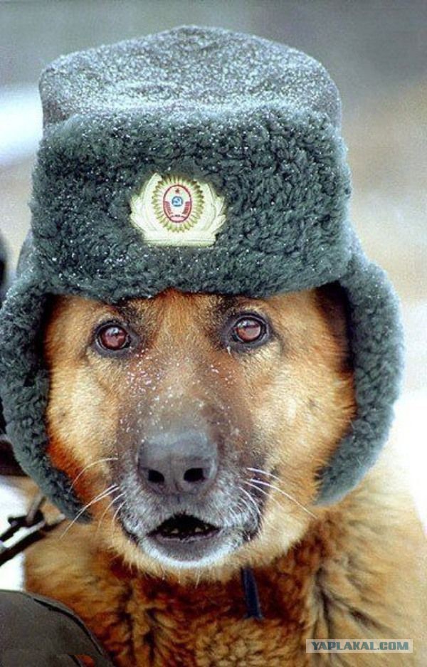 Коты в засаде