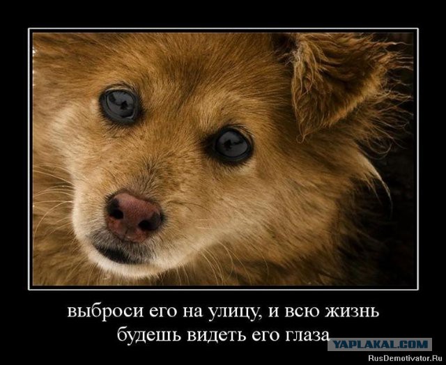 Пёс вернулся домой через 10 лет