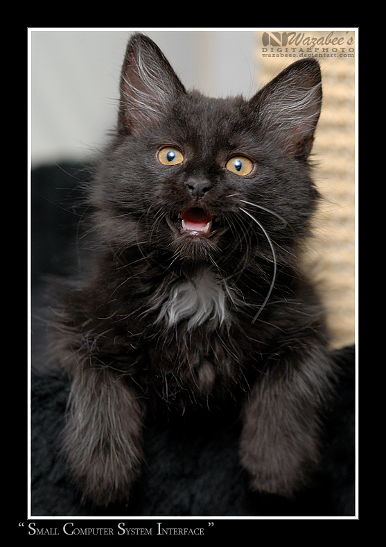 Коты Среды