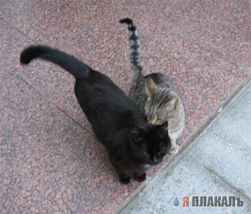 Котомет на вторник!