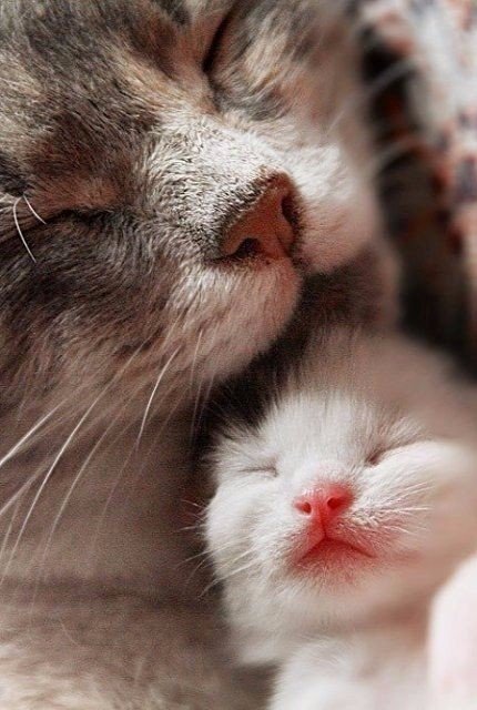 Коты из сети
