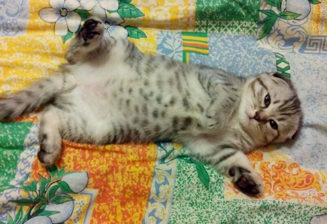 Коты из сети