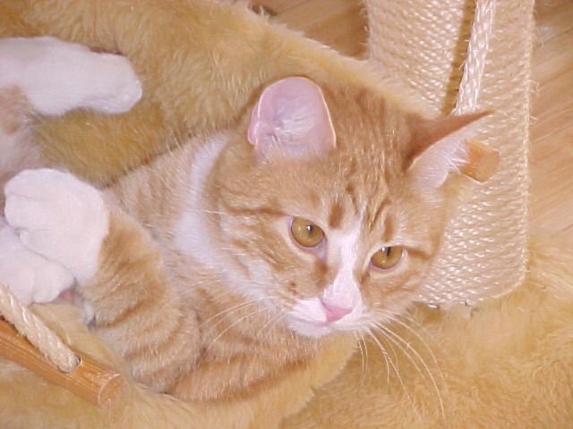 Коты из сети