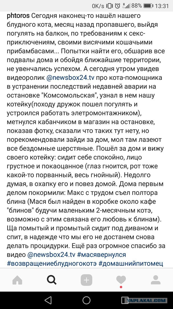 Кот-электрик оказал помощь ремонтной бригаде