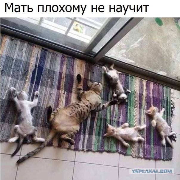 Прикольные картинки 12.06.2017