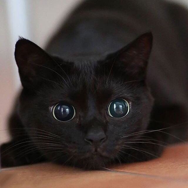 Коты и Кошки