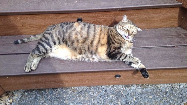 Коты и Кошки