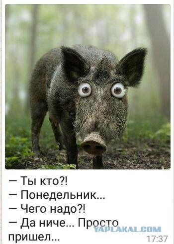 Wargaming 49