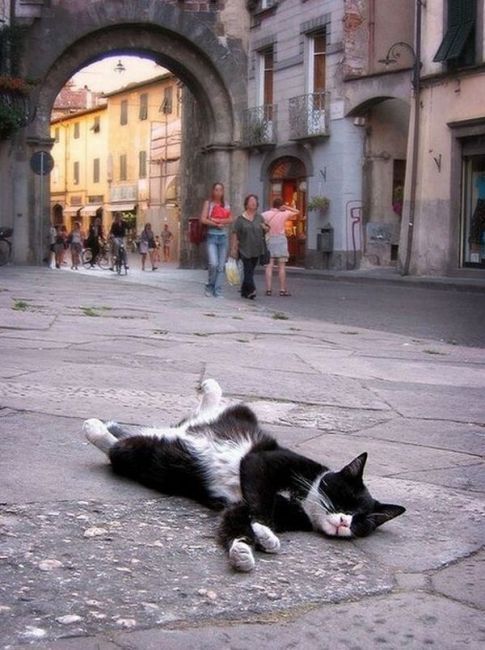 Коты и Кошки