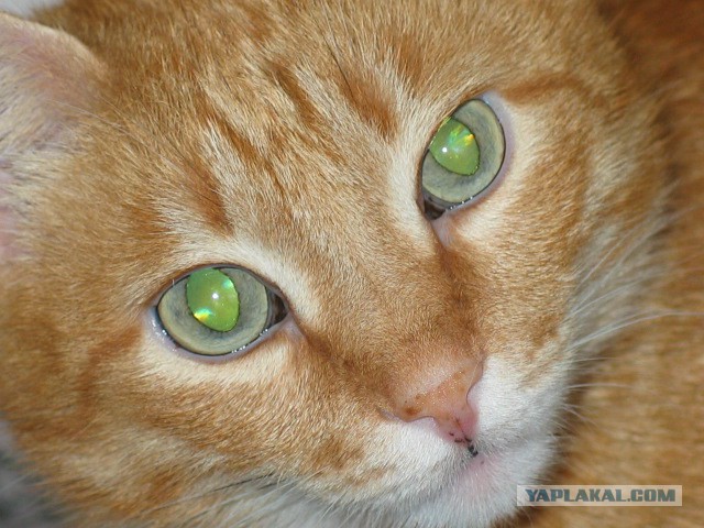 Котовторник  05.12.2017
