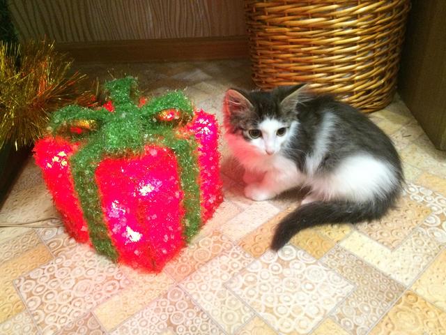 Коты и Кошки