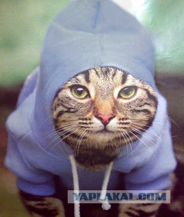 Котовторник на ЯПлакалъ! От числа 09.09.08