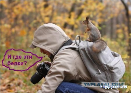 Белки