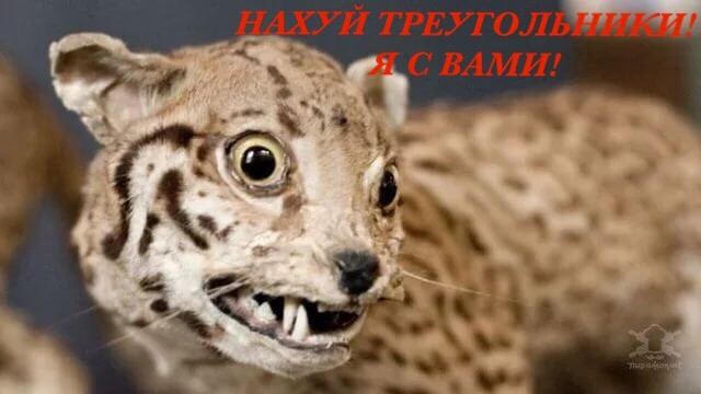 Прикольные картинки.