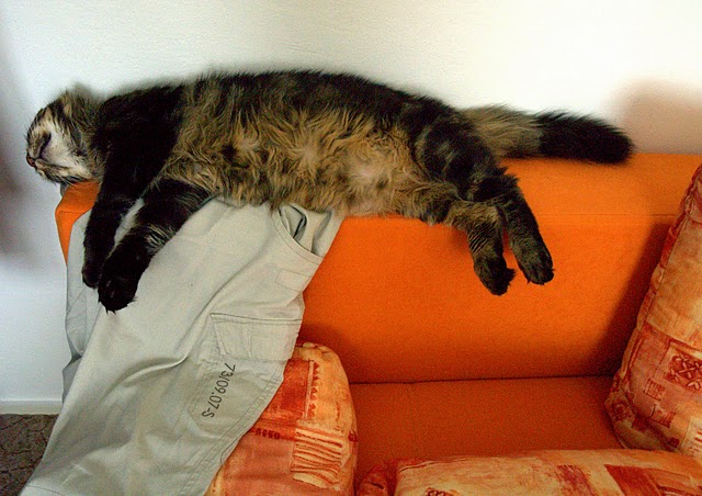 Котовторник, 19 октября