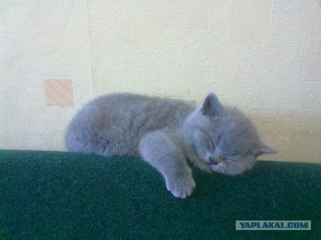 Котовторник - С праздником, котоводы!