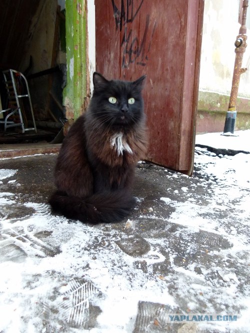 Котовторник