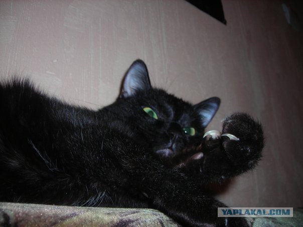 Котовторник (10.01.2012)
