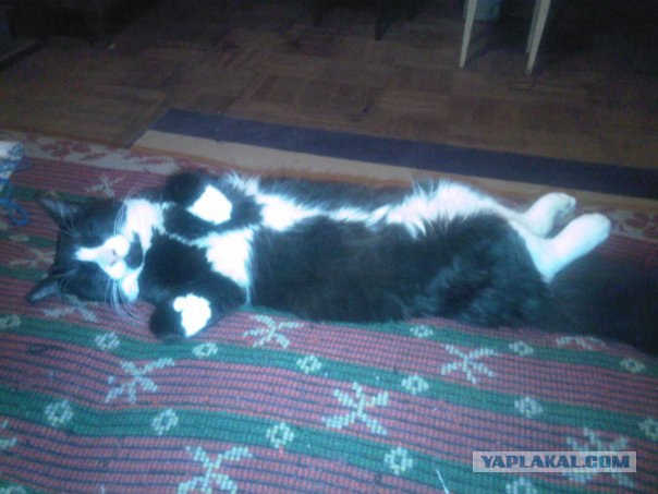 Котовторник (24. 01. 2012 )