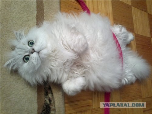КОТОВТОРНИК (6.03.2012)