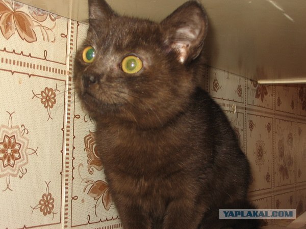 Котовторник! 13.03.2012