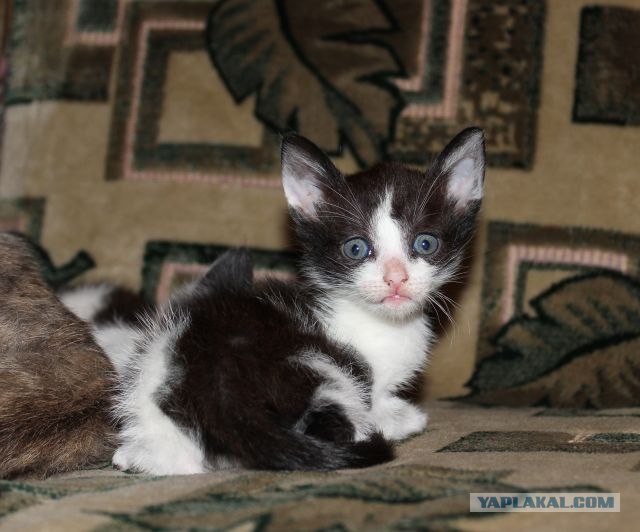 Котовторник 07.08.2012