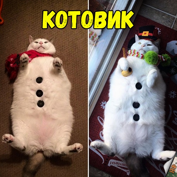 Забавные фото котеек