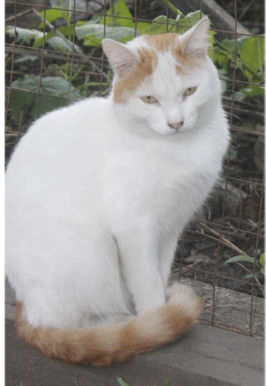 Взять кота  из приюта