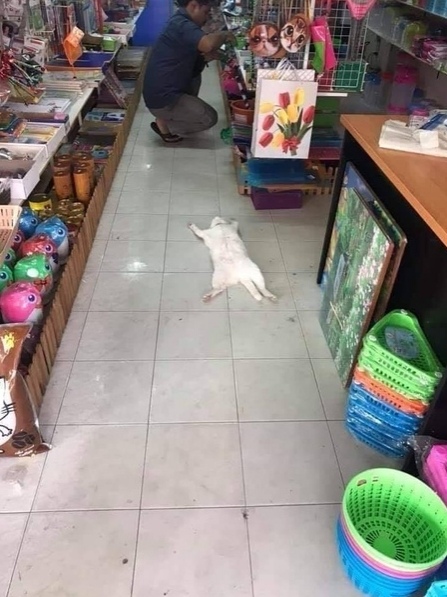 Эти забавные животные