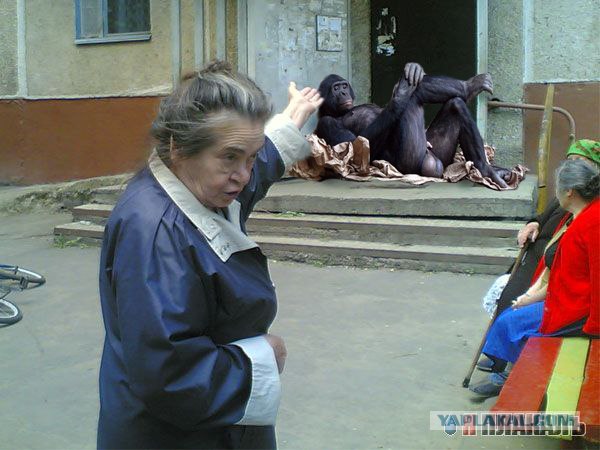 Бабушки у подъезда прикольные картинки