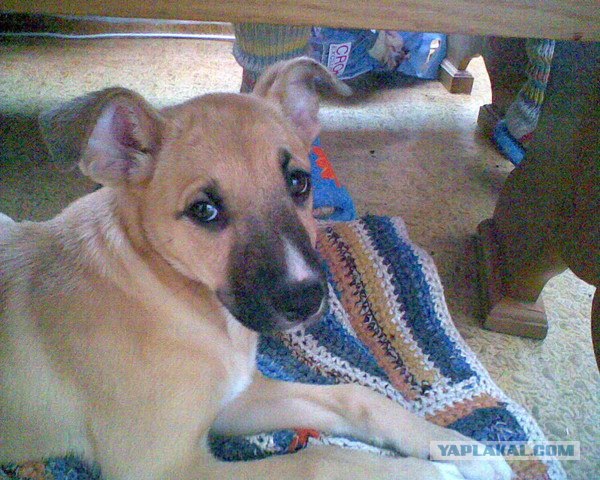 Бойцовская собака без намордника в фотосалоне