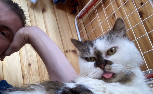 Котовторнику посвящается