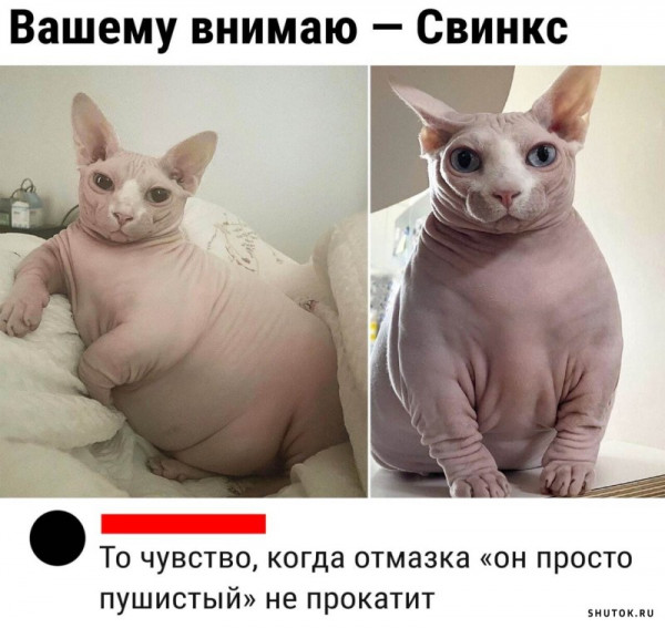 Так себе картинки 03.11.22