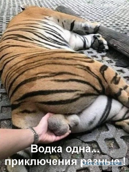 Ускоритель кота