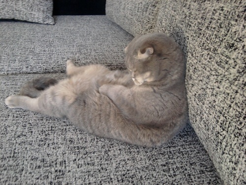 КотЭ и препараты