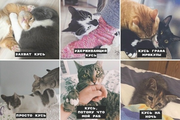 Сейчас укушу и успокоюсь