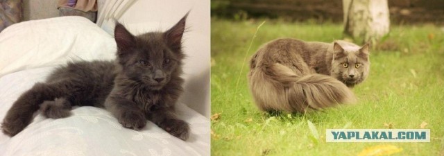 Коты и время
