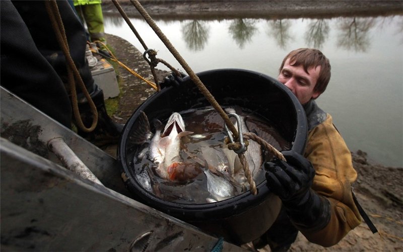 Замор рыбы зимой как ловить. Как спасти рыбу. Как спасти рыбу. Киров поймали браконьеров. Как реанимировать рыбку.