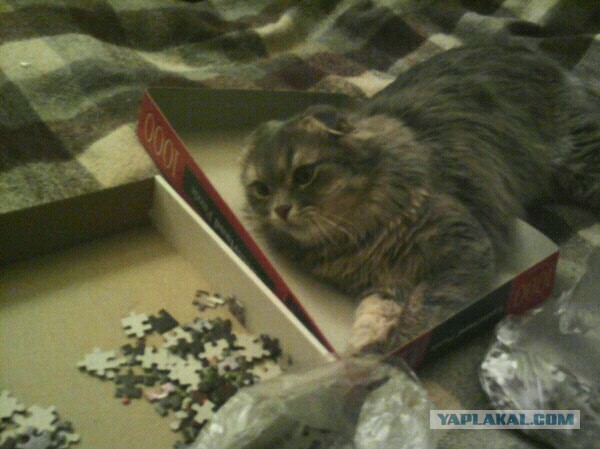 Котовторник 18.03.2014
