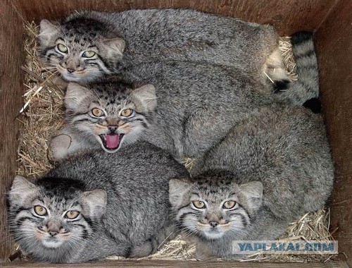Кот Манул
