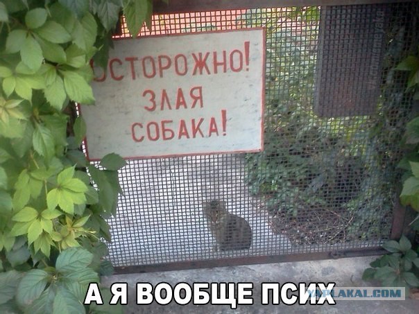 Картинки из инета