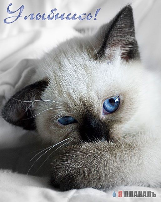 Коты, кошки, котята