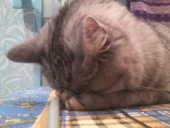 Котовторник  01.03.2016