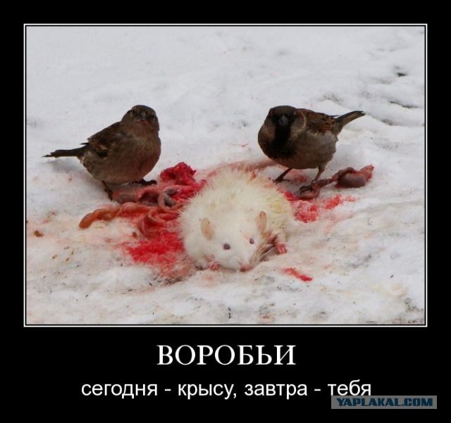 Демотиваторов немножко.