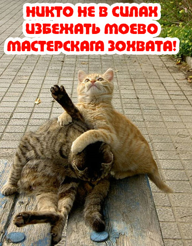 Вторничный котомёт!