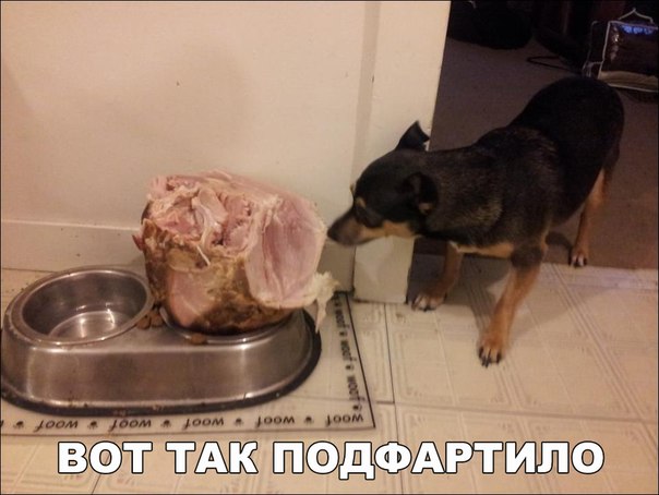 Мохнатые беспредельщики