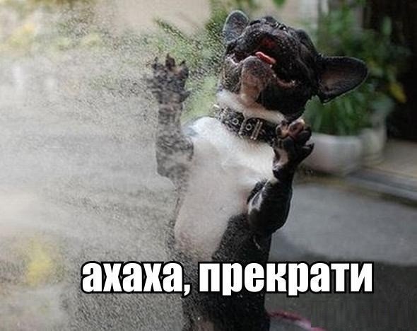Мохнатые беспредельщики