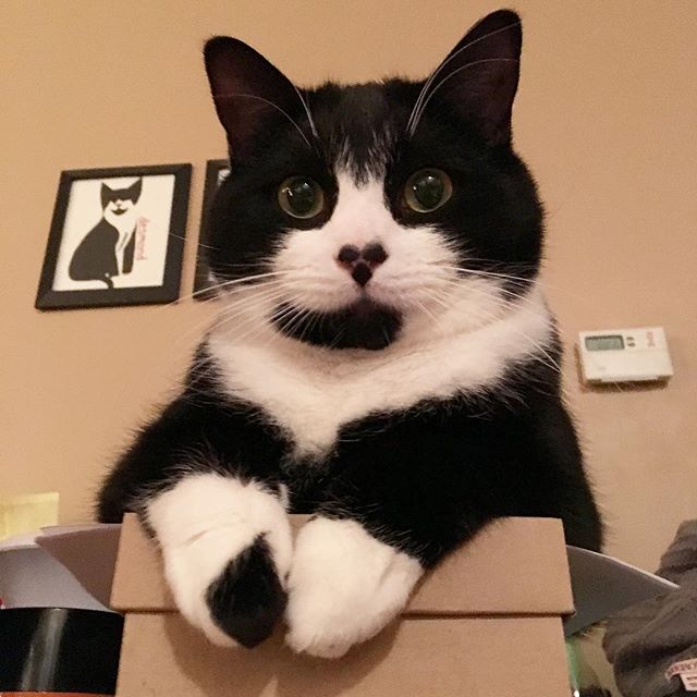 Прикольные животные